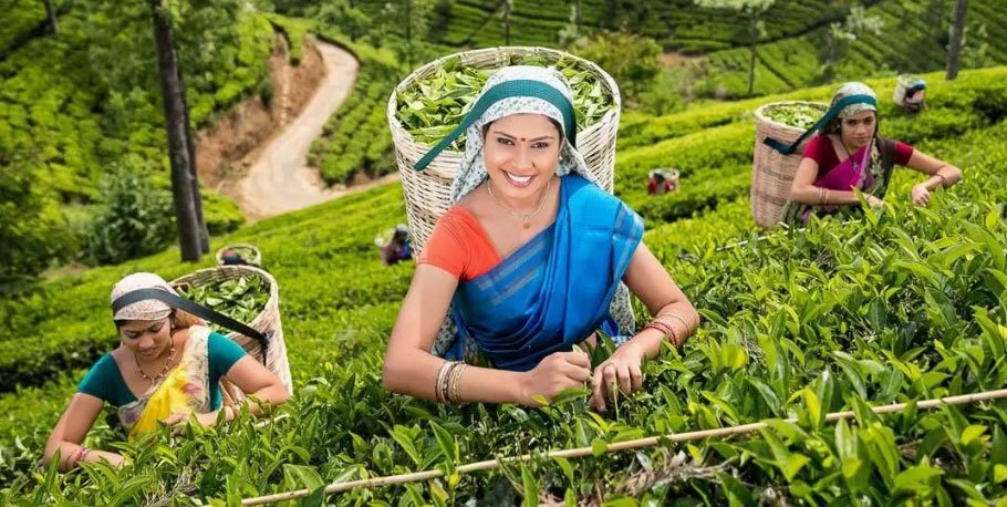 tea-plant